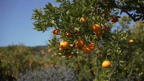 Orange in Soller, Mallorca, Spain Vídeos de archivo 248362690