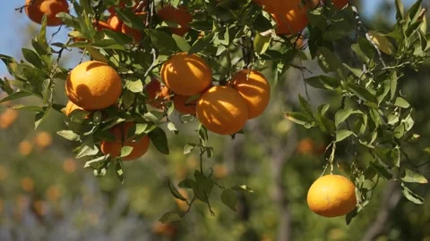 Orange in Soller, Mallorca, Spain Vídeos de archivo 248362749