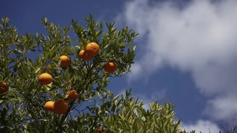 Orange in Soller, Mallorca, Spain 動画素材 248362819