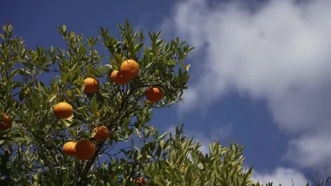 Orange in Soller, Mallorca, Spain Stock Footage 248362830
