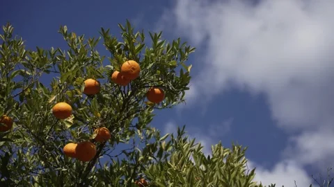 Orange in Soller, Mallorca, Spain Vídeos de archivo 248362875