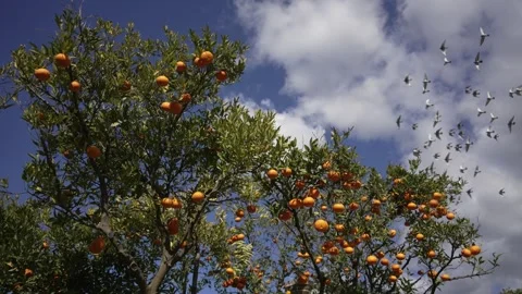 Orange in Soller, Mallorca, Spain Видео 248362918