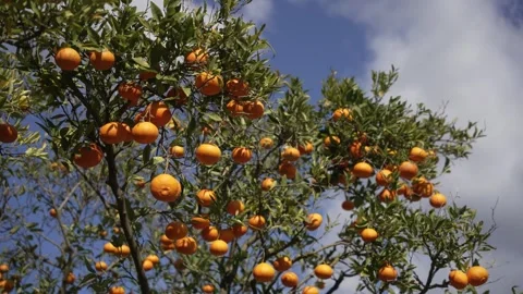 Orange in Soller, Mallorca, Spain Stock Footage 248363043