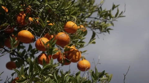 Orange in Soller, Mallorca, Spain Stock Footage 248363054