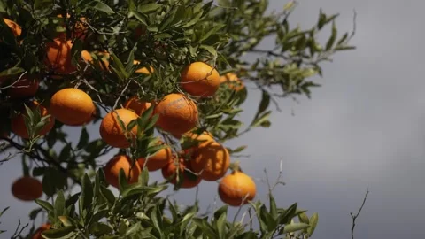 Orange in Soller, Mallorca, Spain 動画素材 248363095