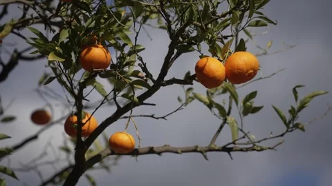Orange in Soller, Mallorca, Spain Vídeos de archivo 248363108