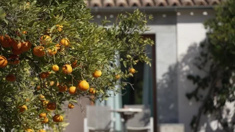 Orange in Soller, Mallorca, Spain 動画素材 248363308