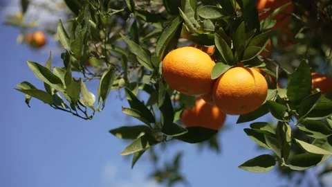Orange in Soller, Mallorca, Spain Vídeos de archivo 248363465