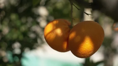 Orange in Soller, Mallorca, Spain Stock Footage 248363507