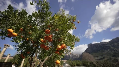 Orange in Soller, Mallorca, Spain Vídeos de archivo 248363523