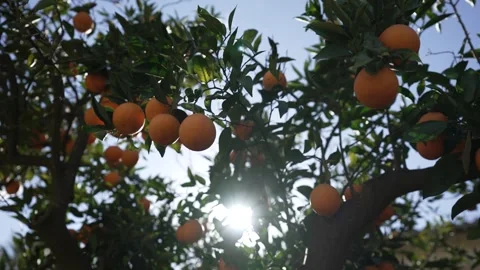 Orange in Soller, Mallorca, Spain Stock Footage 248363805