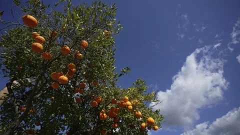 Orange in Soller, Mallorca, Spain Vídeos de archivo 248363854