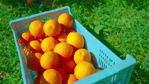 Orange in Soller, Mallorca, Spain Vídeos de archivo 248364142