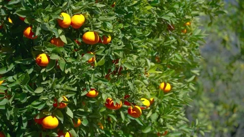 Orange in Soller, Mallorca, Spain Stock Footage 248364202