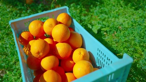 Orange in Soller, Mallorca, Spain Video stock 248364227