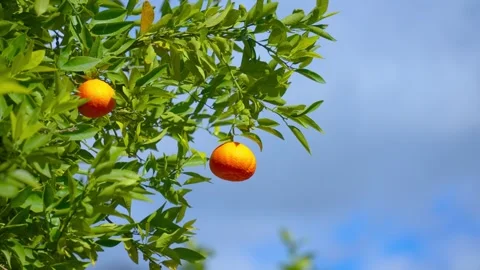 Orange in Soller, Mallorca, Spain Vídeos de archivo 248364293