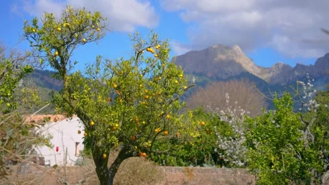 Orange in Soller, Mallorca, Spain 動画素材 248364323