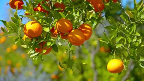 Orange in Soller, Mallorca, Spain Vídeos de archivo 248364417