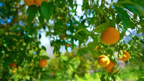 Orange in Soller, Mallorca, Spain Vídeos de archivo 248365173