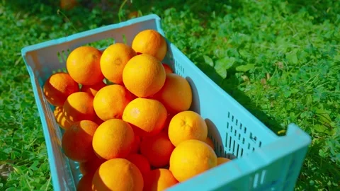 Orange in Soller, Mallorca, Spain Видео 248365220