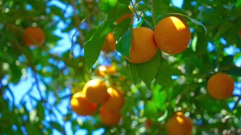 Orange in Soller, Mallorca, Spain Vídeos de archivo 248365261