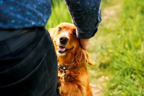 Orange spaniel. Hand caressing cute homeless dog with sweet looking eyes in Stock Photos