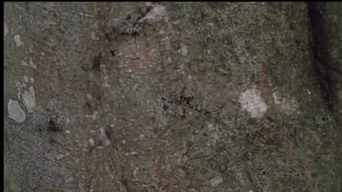 An Orange Spider Repairs It's Web Stock-Footage 156438812