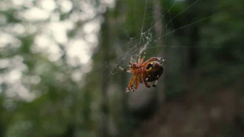 ORANGE SPIDER WEAVES WEB IN FOREST SLOW MOTION Stock Footage 84189338