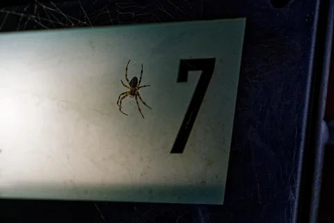 Orange spider on web in front of white sign with number seven Stock Photos