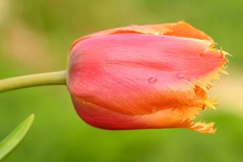 Orange Spiked Tulip Stock Photos