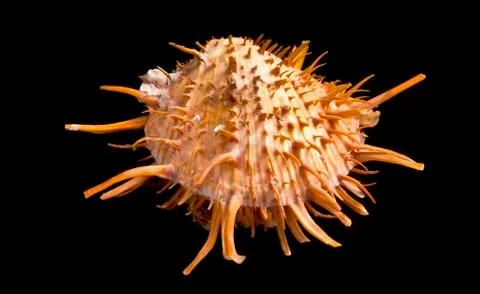 Orange Spiny Oyster Shell. Stock Photos