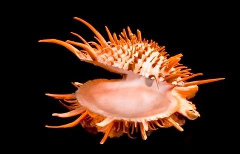 Orange Spiny Oyster Shell. Stock Photos