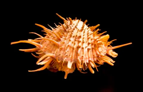 Orange Spiny Oyster Shell. Stock Photos