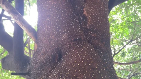 Orange spots on the bark Video stock 328338577