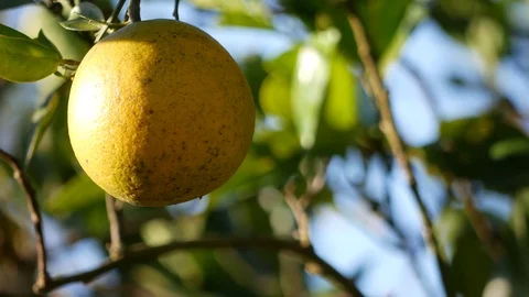 Orange with spots Stock Footage 84346775