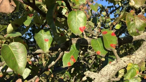 Orange spots on pear tree. Rust - disease of a pear. Stock Footage 116233711
