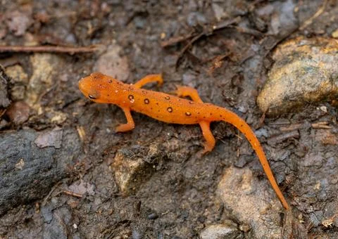 Orange Spots on Red Eft Crawling on Forest Floor Stock Photos