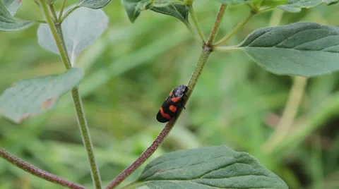 Orange spotted black beetle Vidéo 29151744