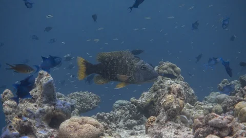 Orange-spotted emperor on partially bleached coral reef. Maldives. 4K Stock Footage 128305353