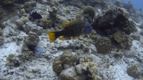 Orange-spotted emperor on partially bleached coral reef. Maldives. 4K Stock Footage 128308685