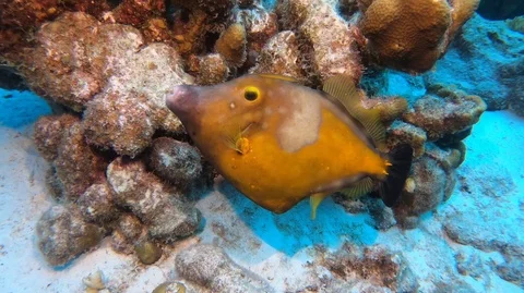 Orange spotted filefish Stock Footage 105065196
