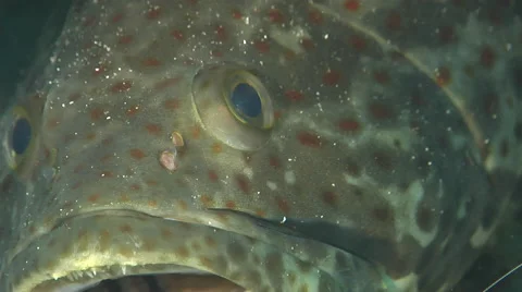 Orange-spotted grouper looking around, Epinephelus coioides, HD, UP20586 Stock Footage 62249897