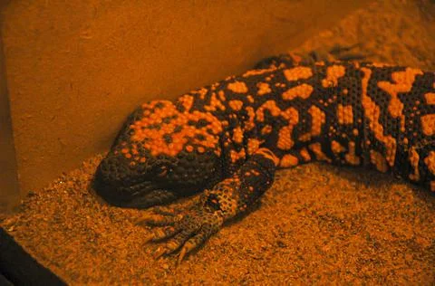 Orange spotted lizard Stock Photos