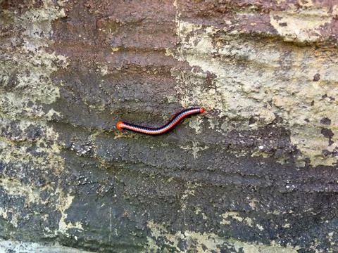 A orange-spotted millipede rolling over a log in kottakkal, Kerala, India Stock Photos
