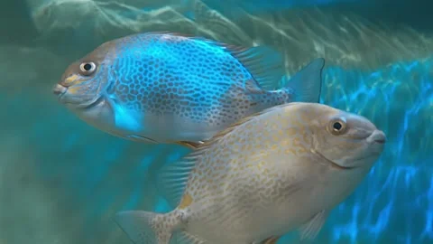 The orange-spotted spinefoot (Siganus guttatus, rabbitfish) floats in a water Stock Footage 303172311