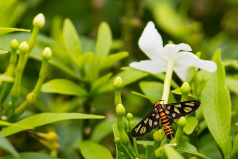 Orange Spotted Tiger Moth Stock Photos