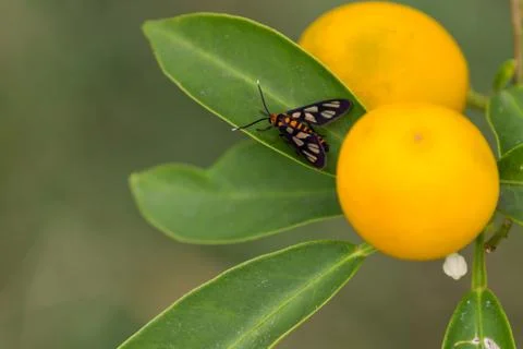 Orange Spotted Tiger Moth Stock Photos