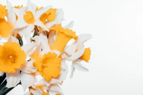 Orange spring daffodils on a white background Stock Photos