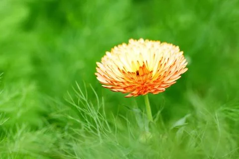 Orange spring flower Foto stock
