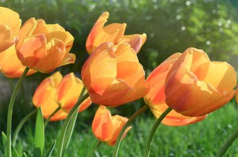 Orange spring tulips Cairo 스톡 사진